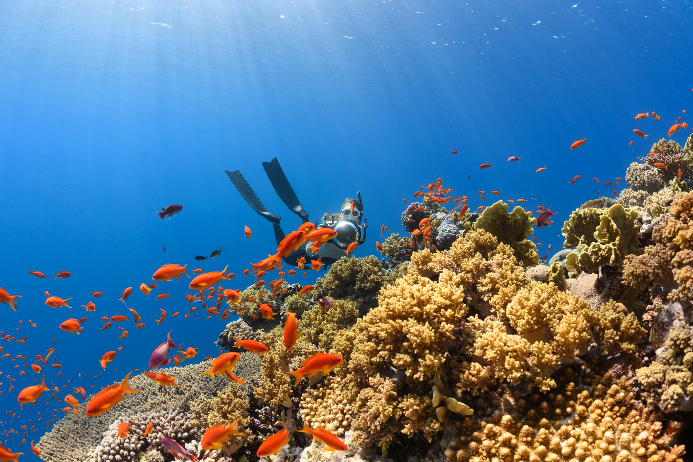Scuba diver gliding over a coral reef